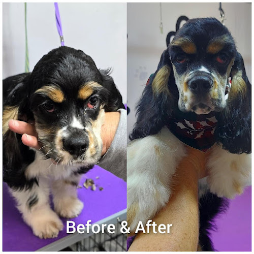 CritterCo Grooming & Boarding