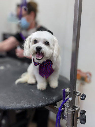 Crossroads Grooming and Retail Pet Store - Germantown