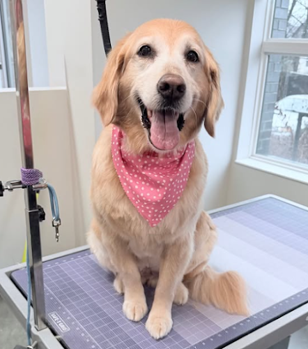 Crossroads Grooming - Buchanan Salon