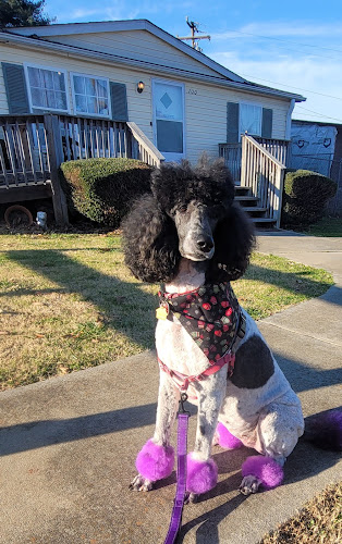 Crystal’s Paws and Relax