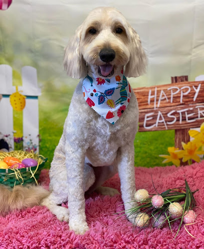 Custom Paws Pet Resort & Spa