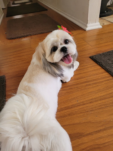 Cuts N Cuddles Dog Grooming