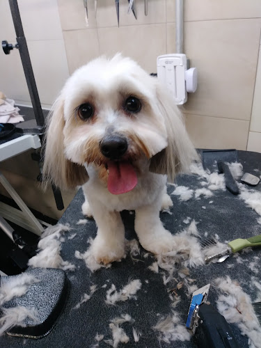 D is for Doggy - Daycare & Grooming