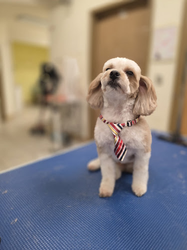 D'Pelos Pet Groomer
