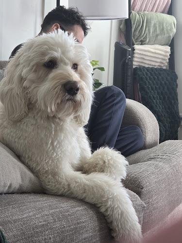 D's Head To Tails Grooming