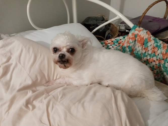 D'Tails Pet Boutique