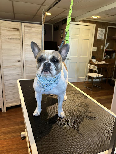 Daisy Mae's Doggy Detail LLC