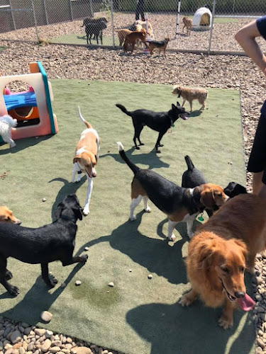 Daisy's Pet Playground