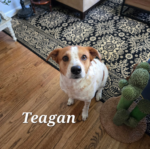 Dakota’s Mobile Pet Nail Trimming Service