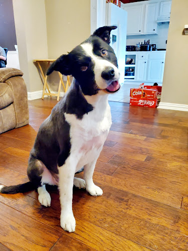 Dallas Mobile Grooming