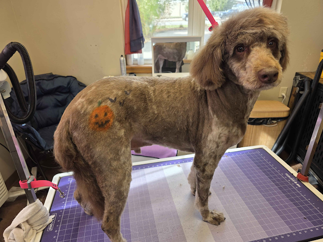 Dandy Dog Pet Parlor