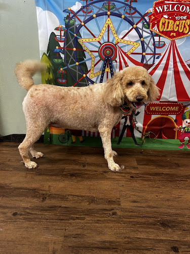 Danielle’s Bark-Tastic Pawlor LLC