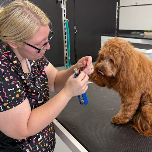 Dapper Doodle Dog Grooming