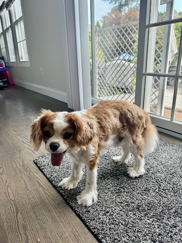 DapperTails Mobile Pet Grooming of Long Island