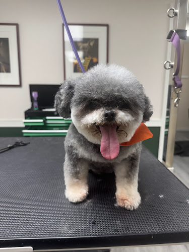 Dash Pet Pawlor - Pico Rivera (Dog & Cat Grooming)