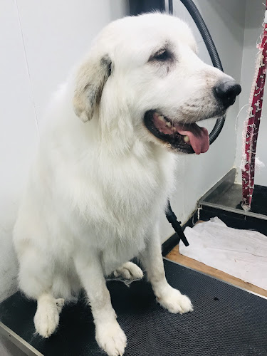 Dave’s dog grooming