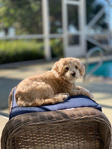 Debbie's Mobile Pet Care