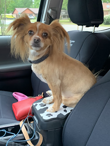 Debbie's Wagging Tails Grooming