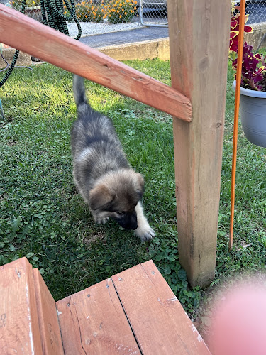 Demoiselles Pet Paradise