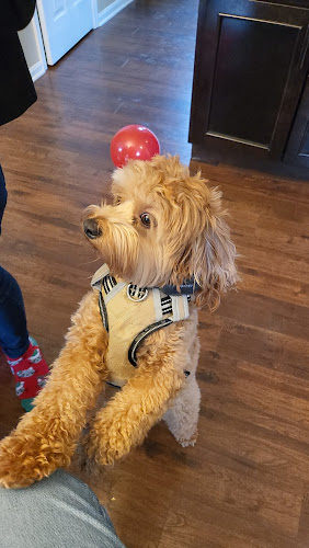 Denise's Animal House