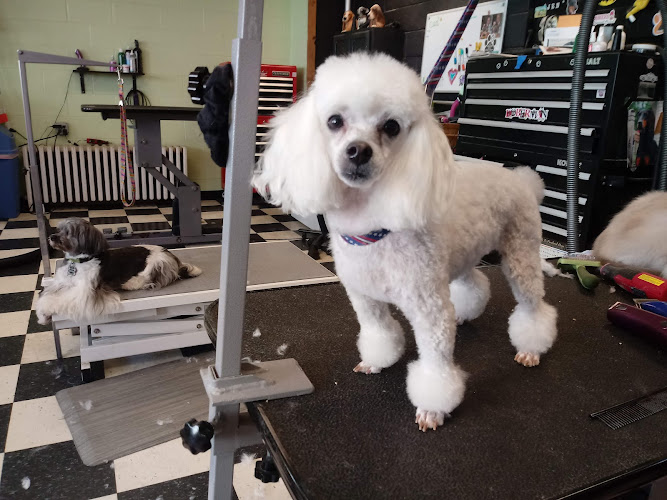 Denise's Dapper Dogs