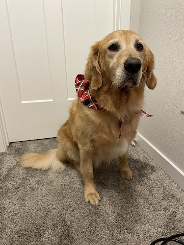 Denise's Doggie Do's LLC