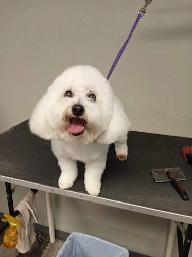 Designer Dogs by Kelly