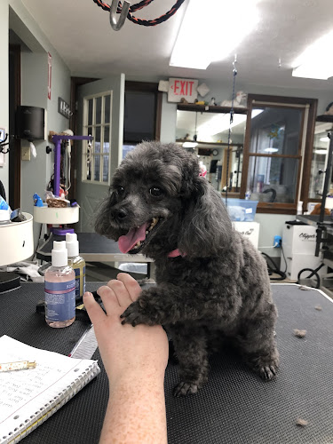 Diamond Cut Dog Grooming School