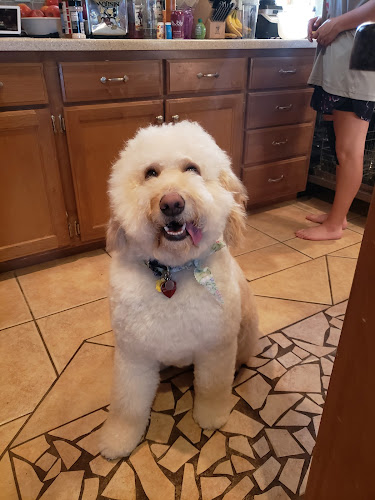 Diamond Dog Pet Salon & Spa