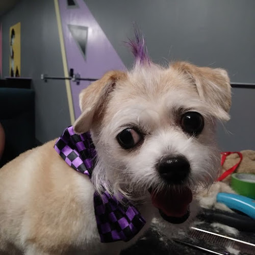 Diamond Dogs Grooming