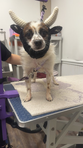 Diamond Dogs Grooming Salon