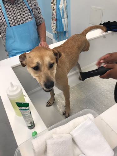 Diamonds and Dutch Pet Bath & Spa