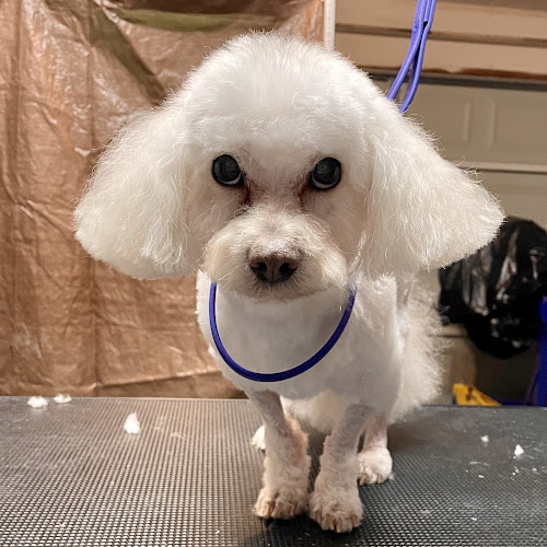 Diamonds in the Ruff Grooming