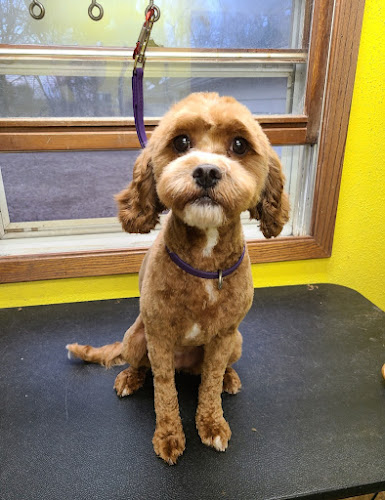 Diamonds in the Ruff Grooming