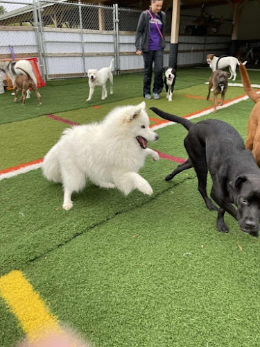 Diggity Dawg Daycare