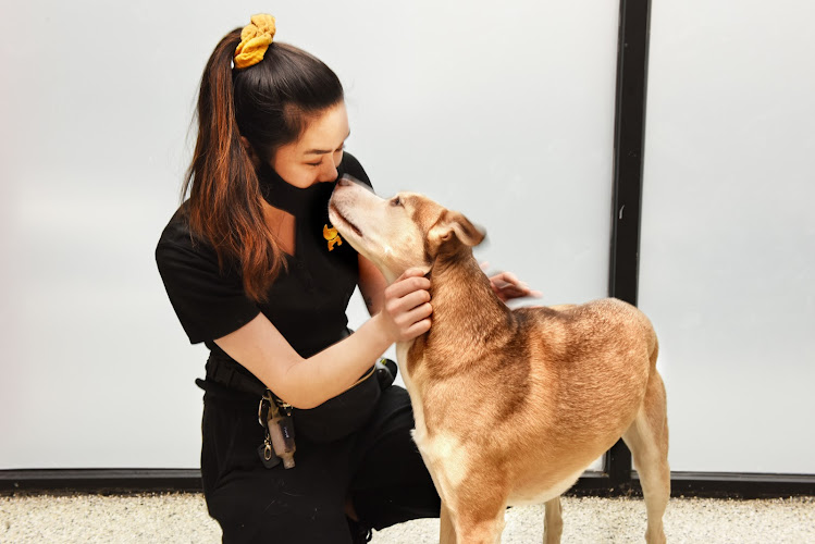 DIGS Canine Hotel Spa & Daycare