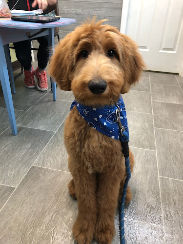 Dilworth Dog Grooming