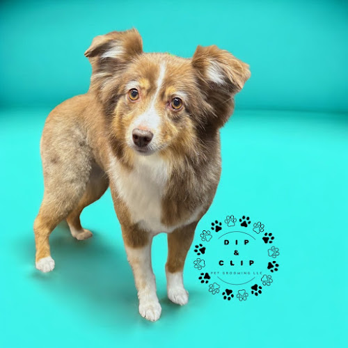 Dip & Clip Pet Grooming LLC