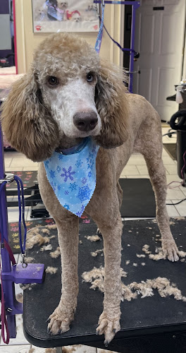 Dipity Dog Pet Salon