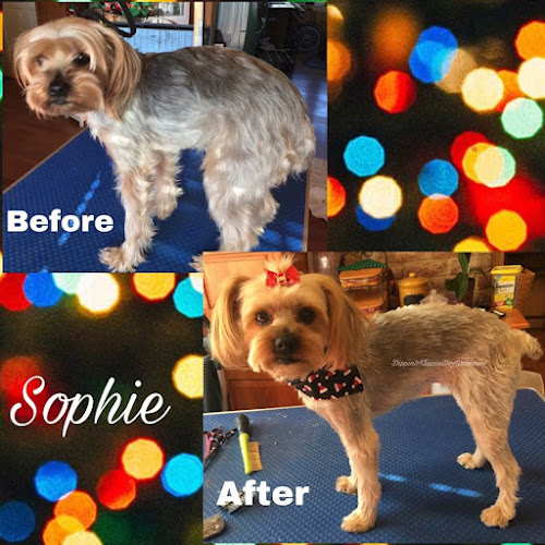Dippin & Klippin Dog Grooming