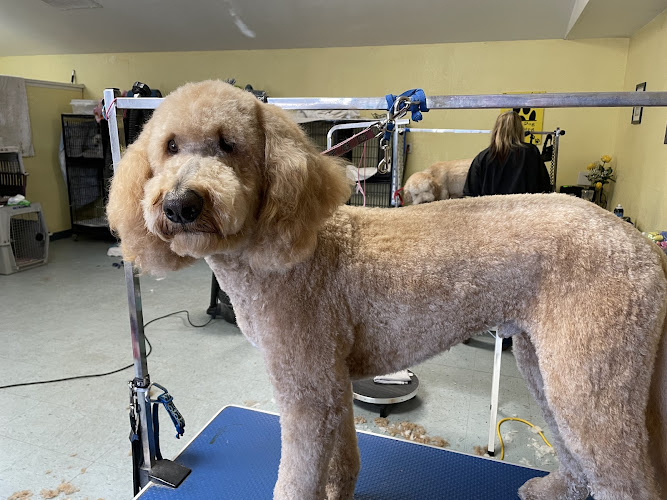 Dirty Dog Dog Grooming