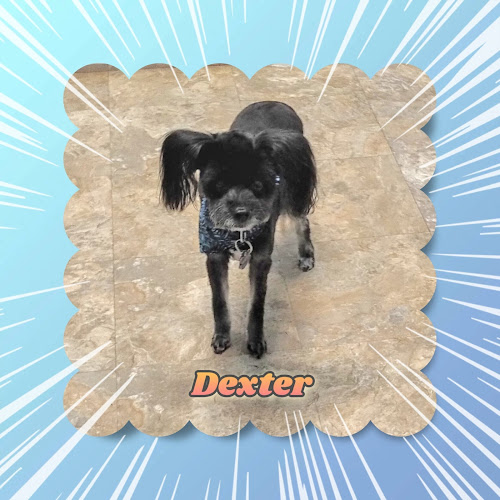 Dirty Doggies House of Beauty, LLC