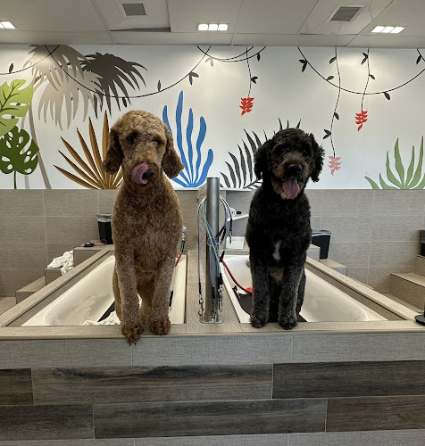 Dirty Dogs Mission Valley