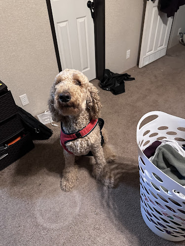 Dirty dogs wash and grooming LLC