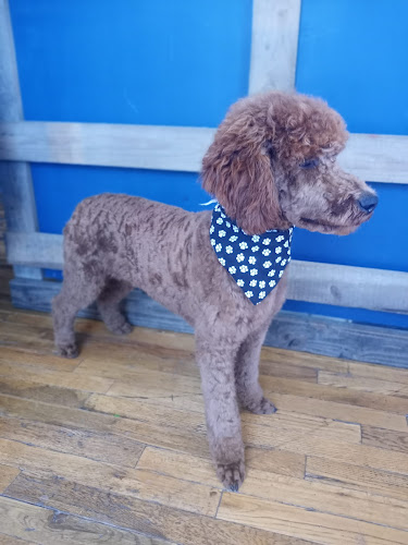 Dirty Paws of Montana