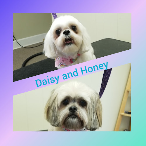 Diva Dogs Canine Spa