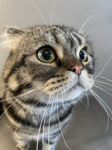 Divine Feline- Cat Exclusive Groomer