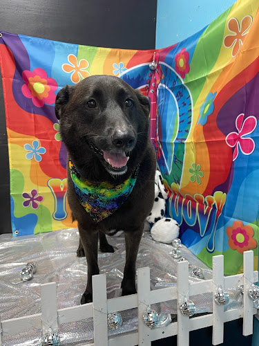 Dizzy Dazee Dog grooming