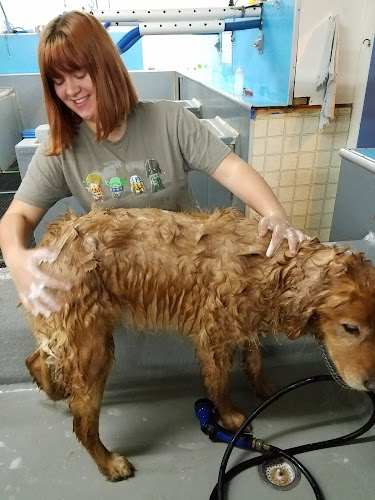 Do It Yourself Doggie Detailing