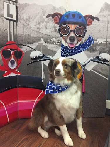 Dog Baths and Beyond